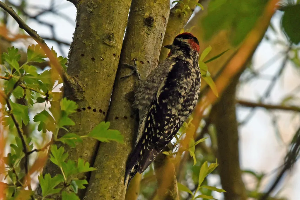 红颈吸汁啄木鸟(Sphyrapicus nuchalis)