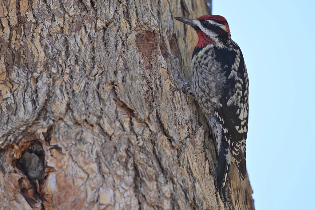 红颈吸汁啄木鸟(Sphyrapicus nuchalis)