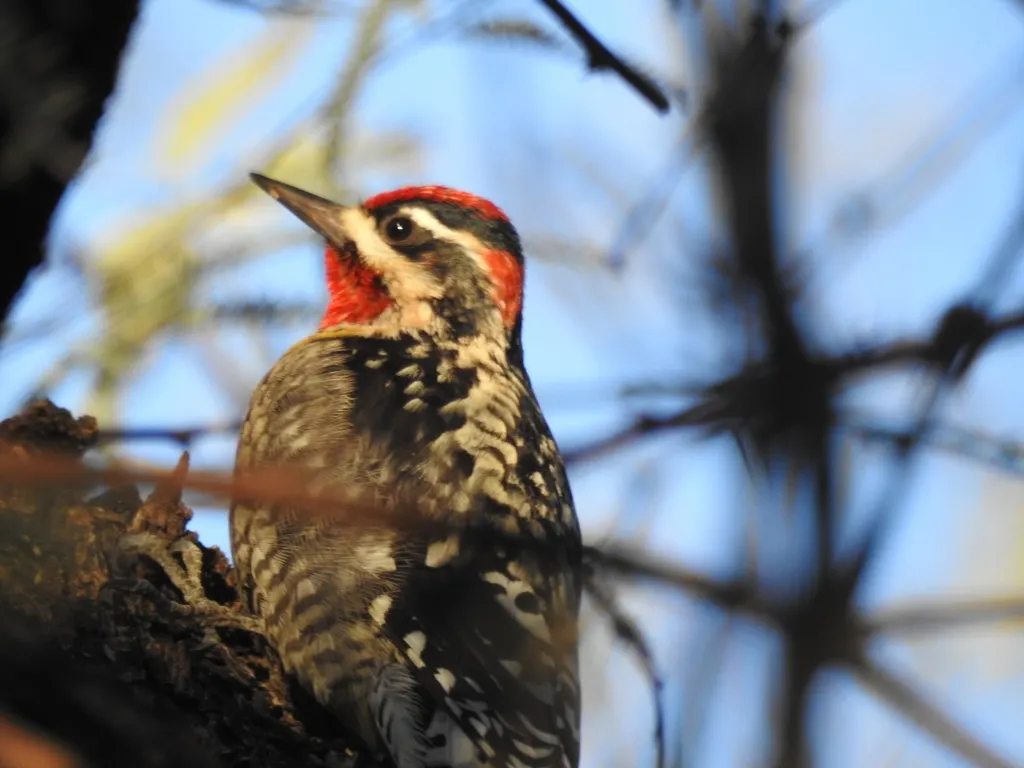 红颈吸汁啄木鸟(Sphyrapicus nuchalis)