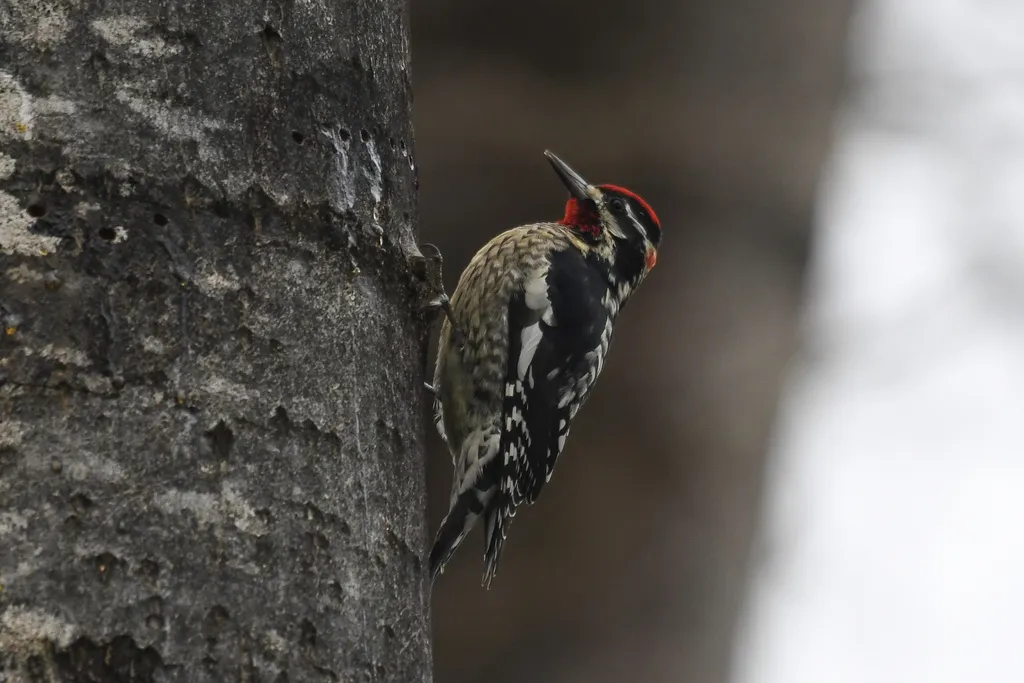 红颈吸汁啄木鸟(Sphyrapicus nuchalis)