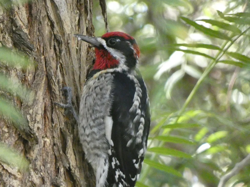 红颈吸汁啄木鸟(Sphyrapicus nuchalis)