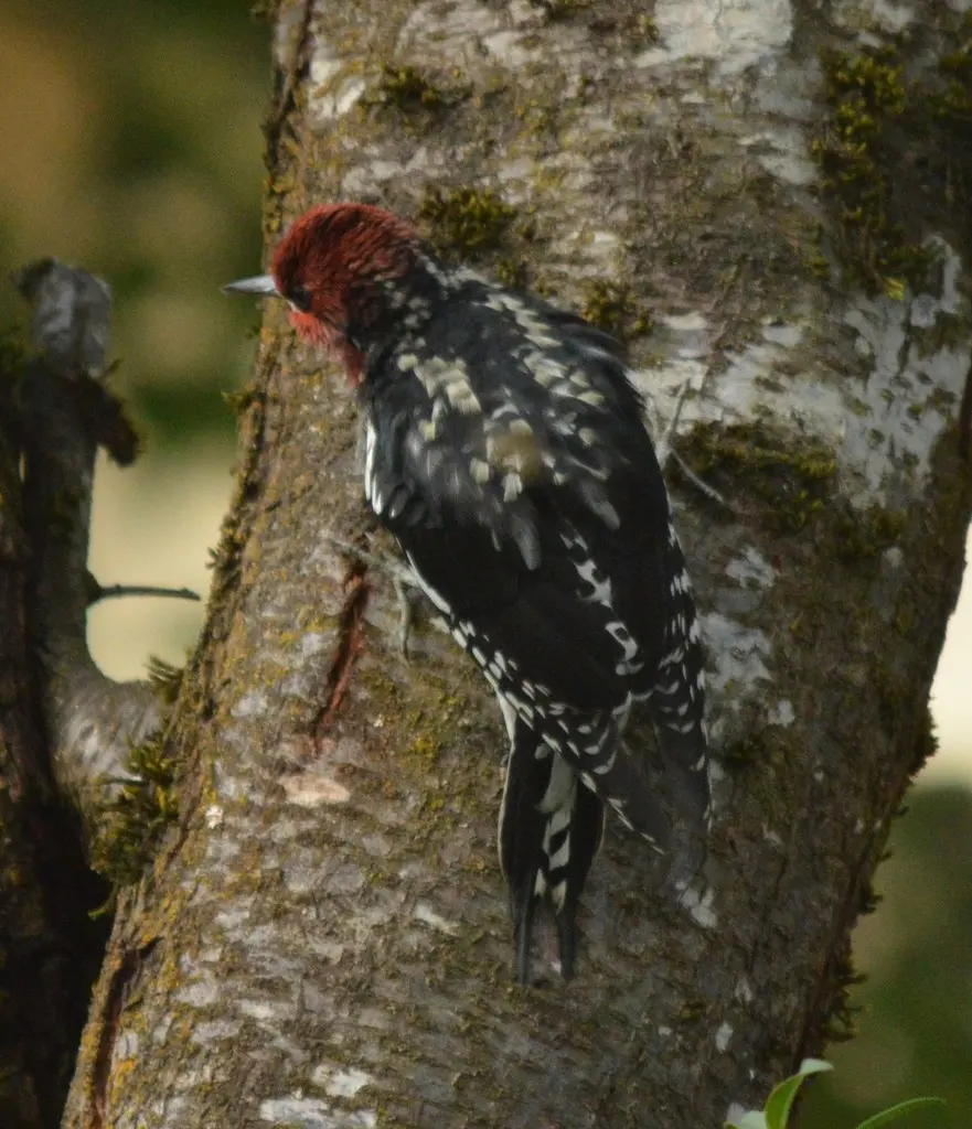 红胸吸汁啄木鸟(Sphyrapicus ruber)