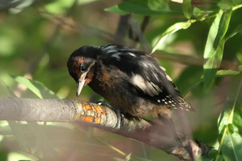 红胸吸汁啄木鸟(Sphyrapicus ruber)