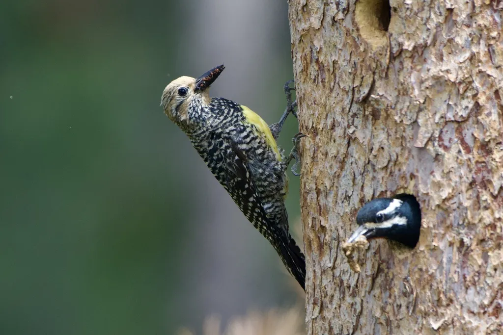 威氏吸汁啄木鸟(Sphyrapicus thyroideus)
