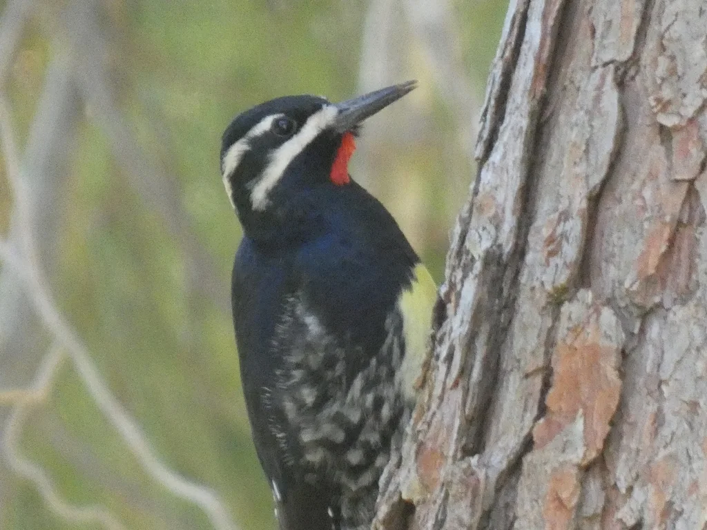 威氏吸汁啄木鸟(Sphyrapicus thyroideus)