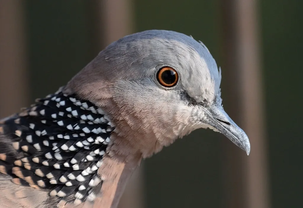 珠颈斑鸠(Spilopelia chinensis)
