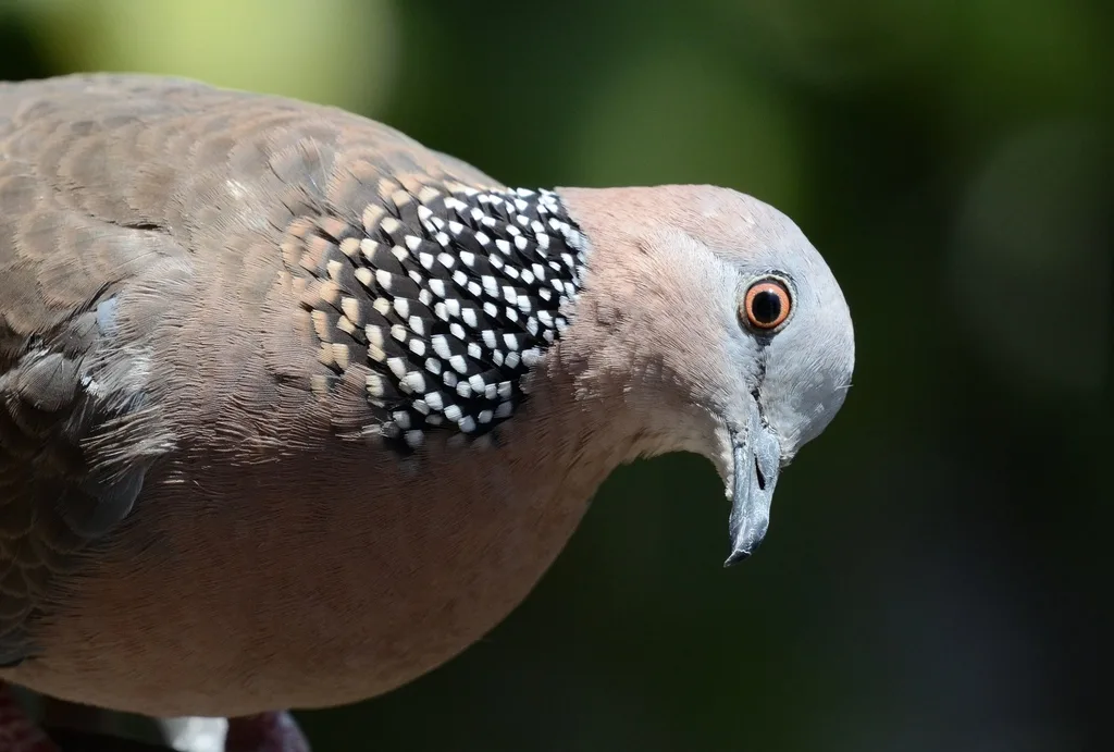 珠颈斑鸠(Spilopelia chinensis)