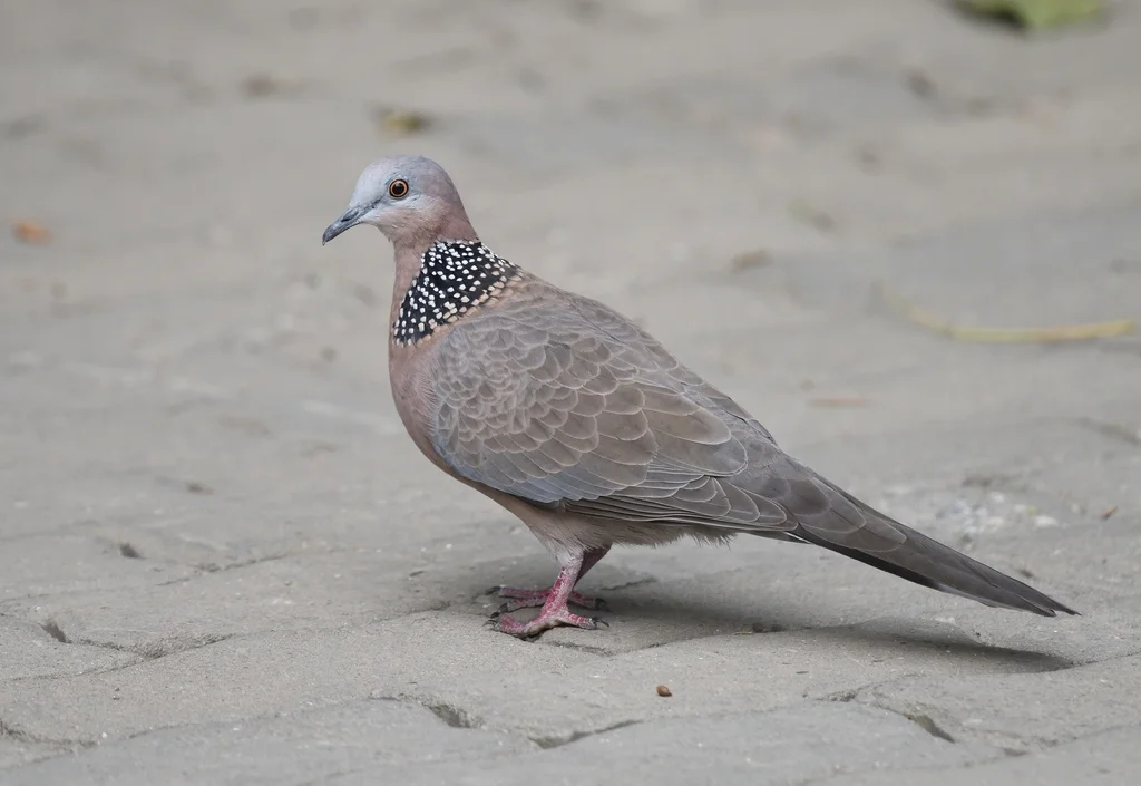 珠颈斑鸠(Spilopelia chinensis)