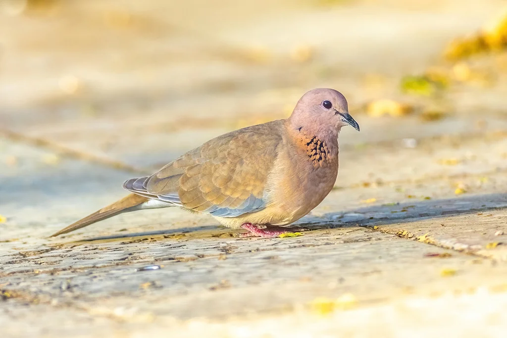 棕斑鸠(Spilopelia senegalensis)