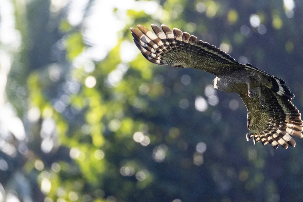 蛇雕(Spilornis cheela)