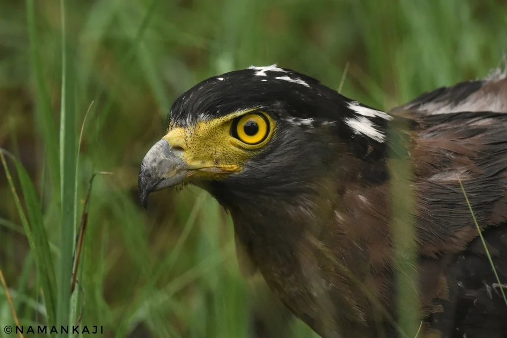 蛇雕(Spilornis cheela)