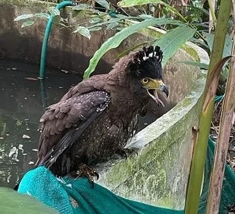 蛇雕(Spilornis cheela)
