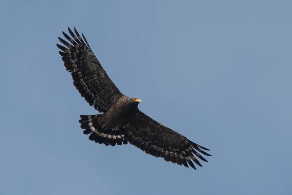 蛇雕(Spilornis cheela)