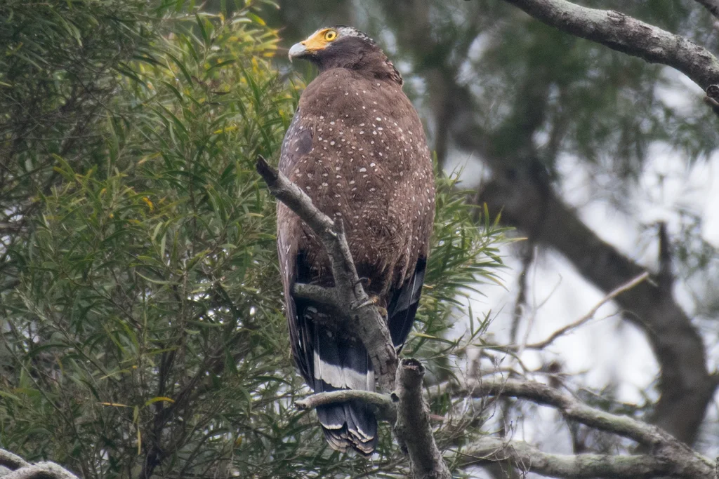 蛇雕(Spilornis cheela)