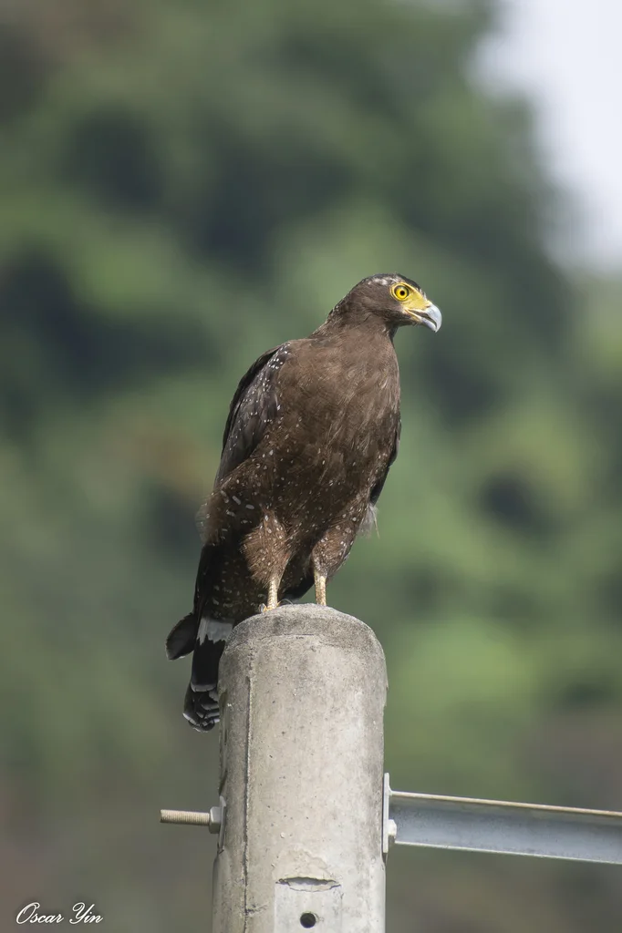 蛇雕(Spilornis cheela)
