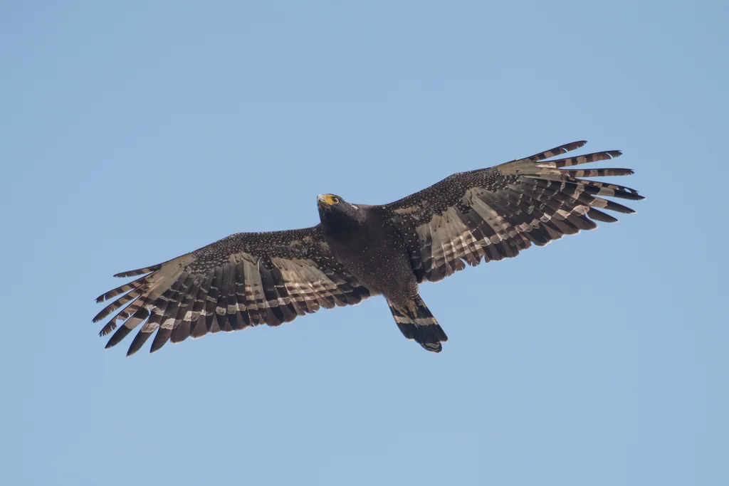 蛇雕(Spilornis cheela)