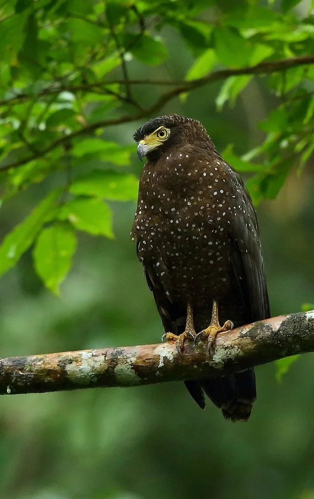 安达曼蛇雕(Spilornis elgini)
