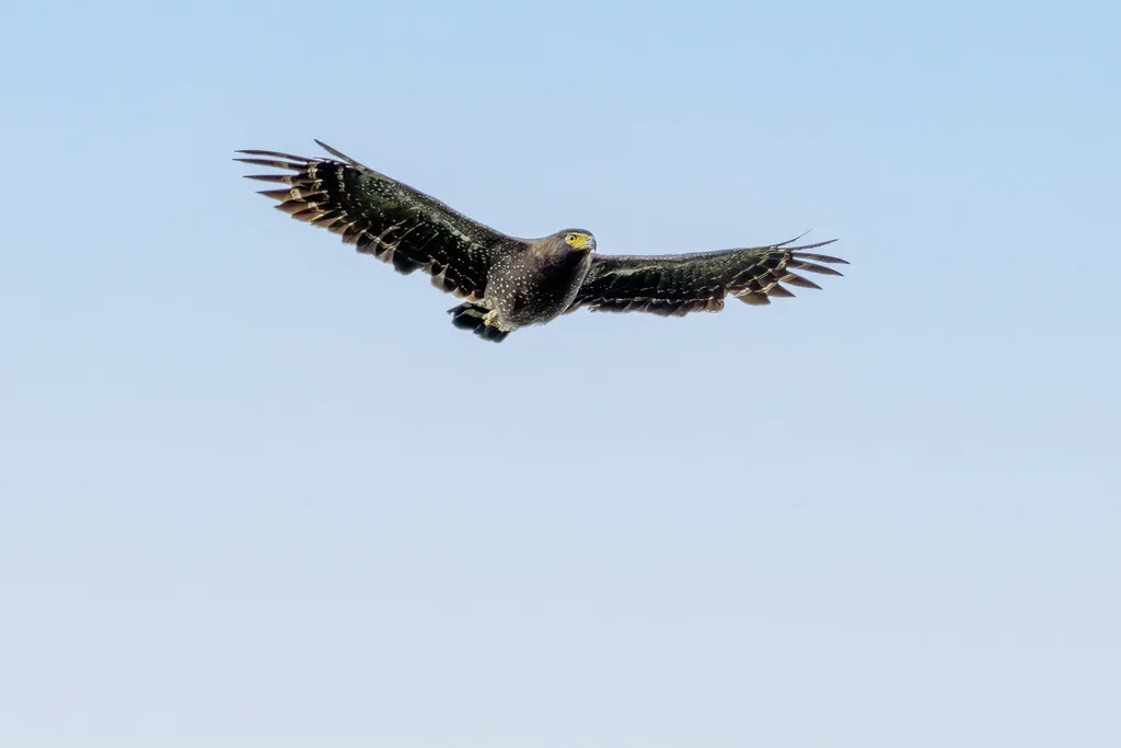 安达曼蛇雕(Spilornis elgini)