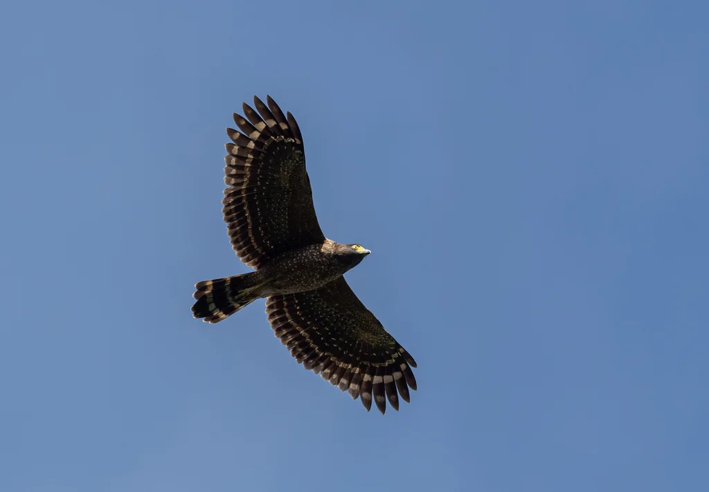 菲律宾蛇雕(Spilornis holospilus)