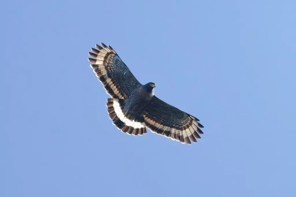 山蛇雕(Spilornis kinabaluensis)