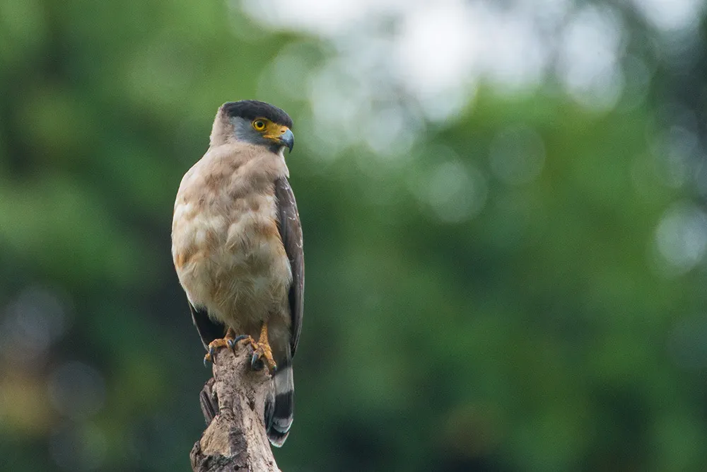 尼岛蛇雕(Spilornis klossi)