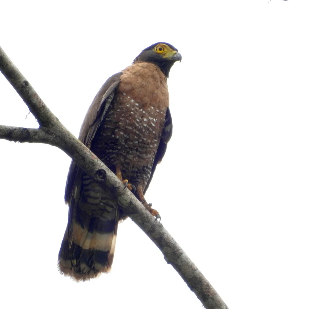 苏拉威西蛇雕(Spilornis rufipectus)