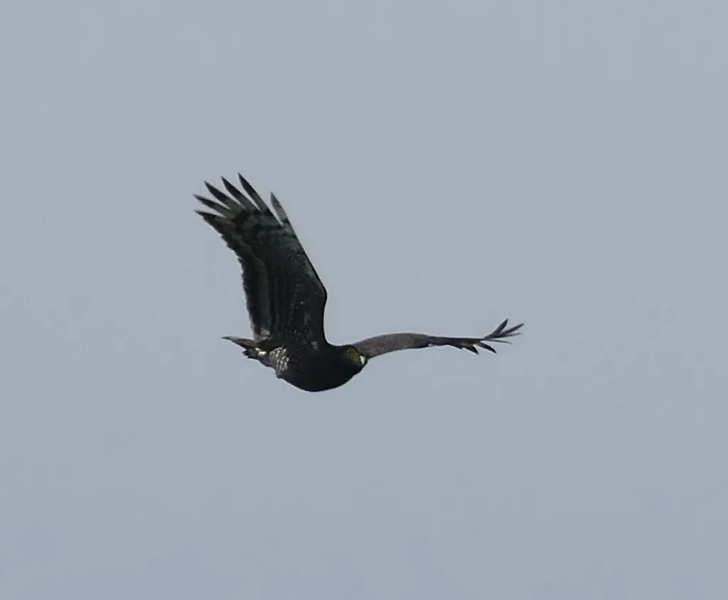 苏拉威西蛇雕(Spilornis rufipectus)