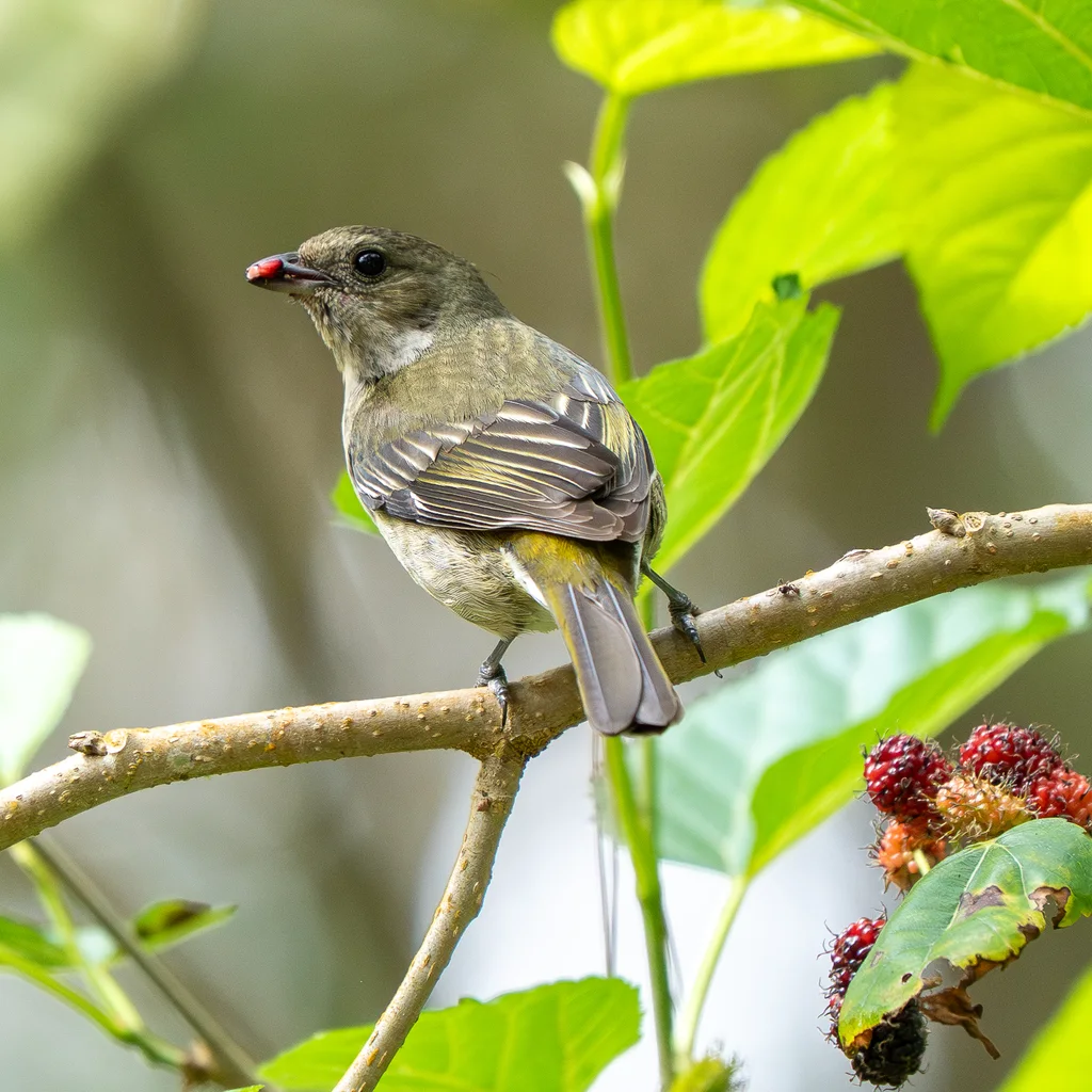 海地鹀唐纳雀(Spindalis dominicensis)