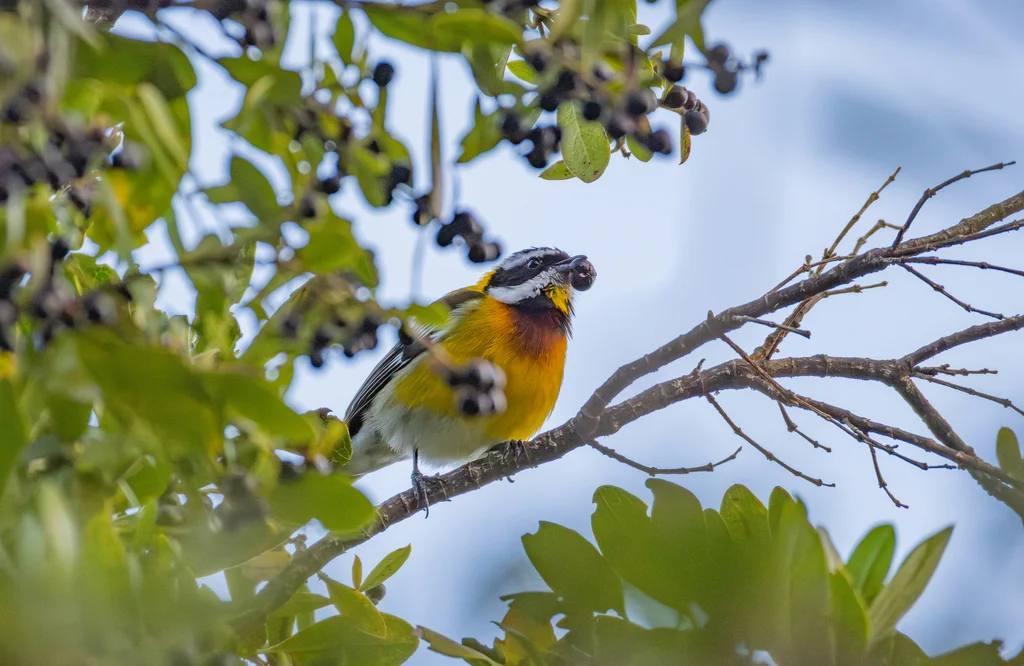 海地鹀唐纳雀(Spindalis dominicensis)