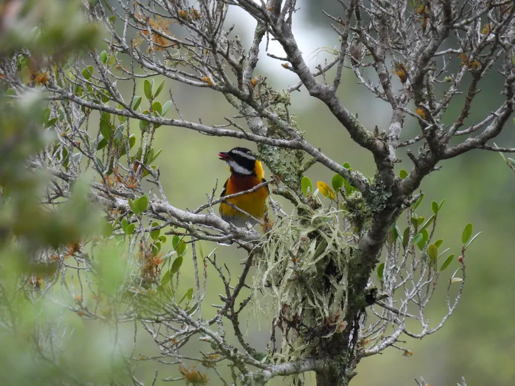 海地鹀唐纳雀(Spindalis dominicensis)