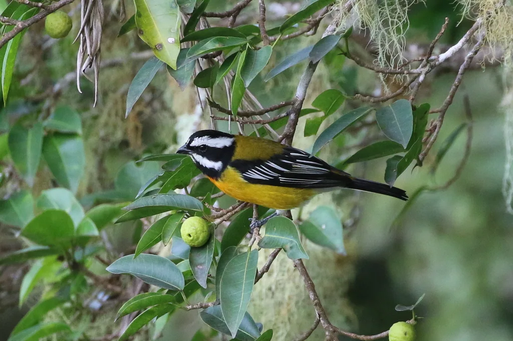 牙买加鹀唐纳雀(Spindalis nigricephala)