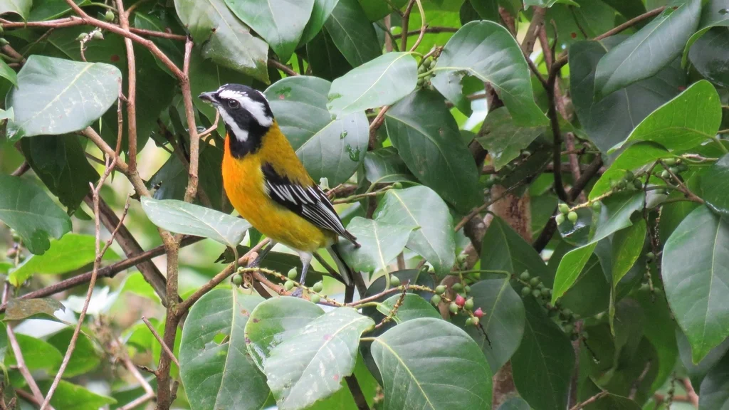 牙买加鹀唐纳雀(Spindalis nigricephala)