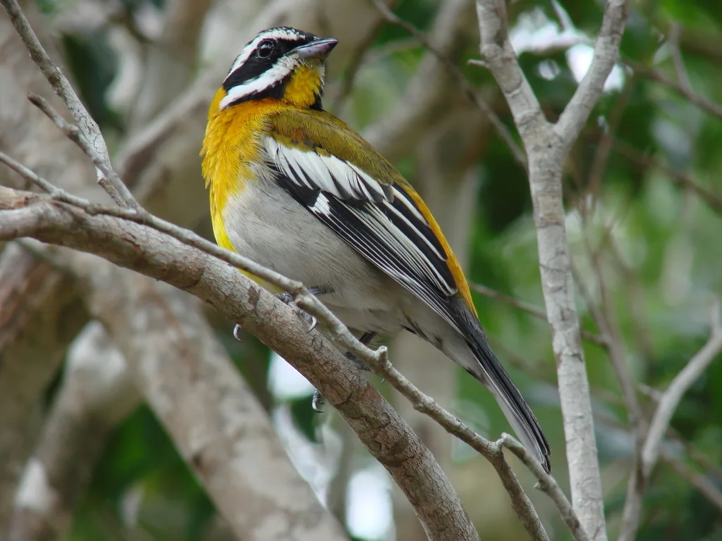 鹀唐纳雀(Spindalis zena)