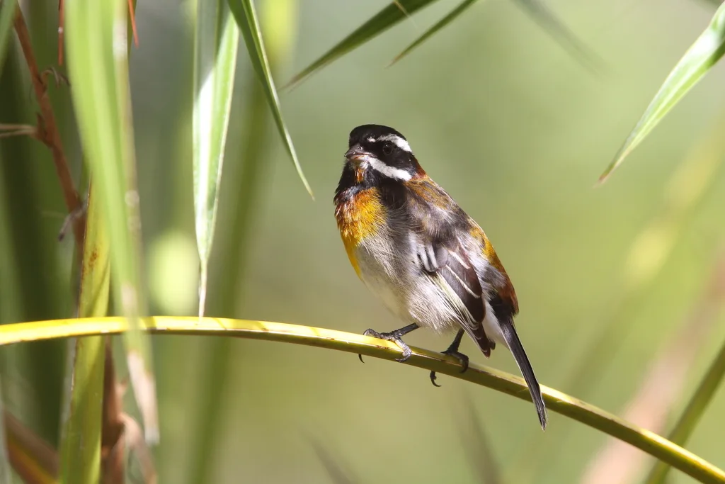 鹀唐纳雀(Spindalis zena)