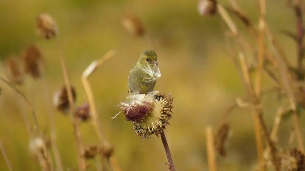 黑颏金翅雀(Spinus barbatus)