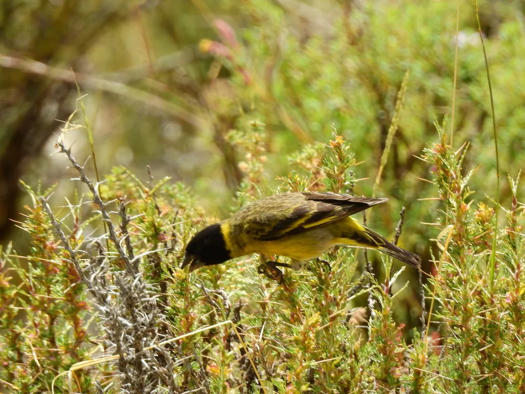厚嘴金翅雀(Spinus crassirostris)