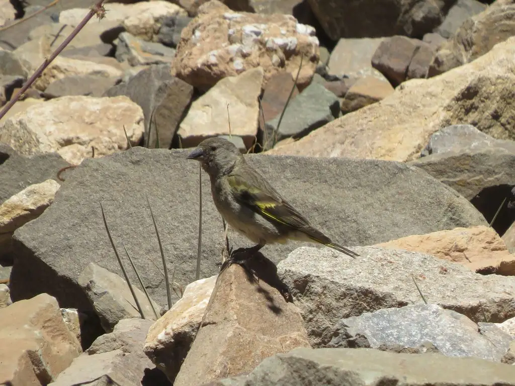 厚嘴金翅雀(Spinus crassirostris)