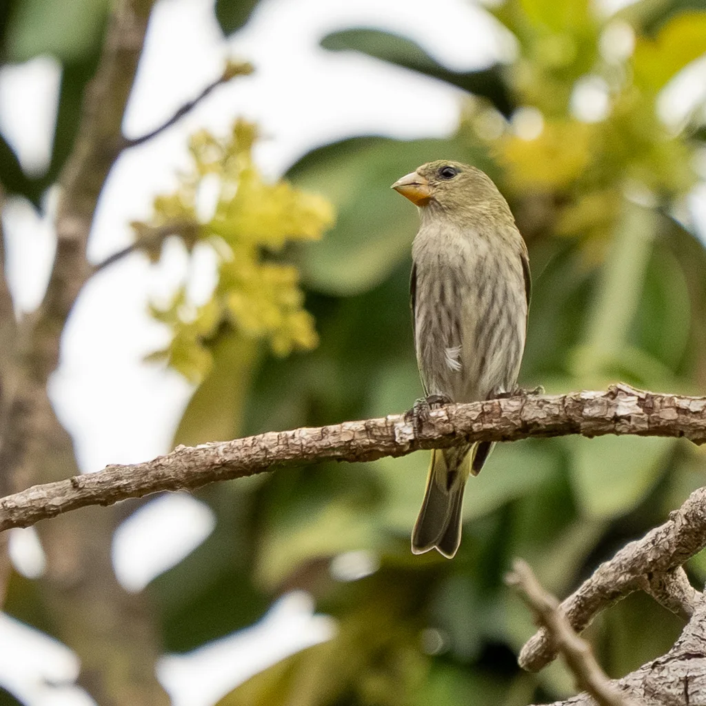 海地金翅雀(Spinus dominicensis)