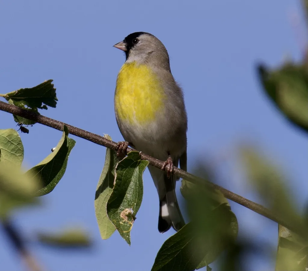 加州金翅雀(Spinus lawrencei)