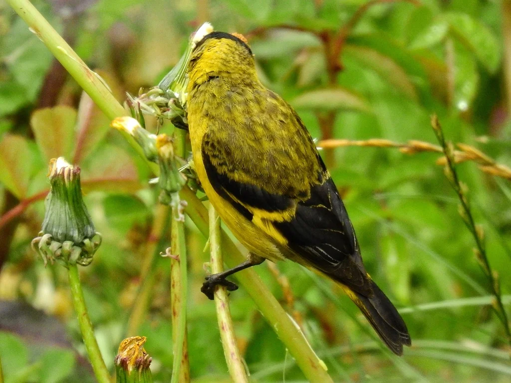 冠金翅雀(Spinus magellanicus)