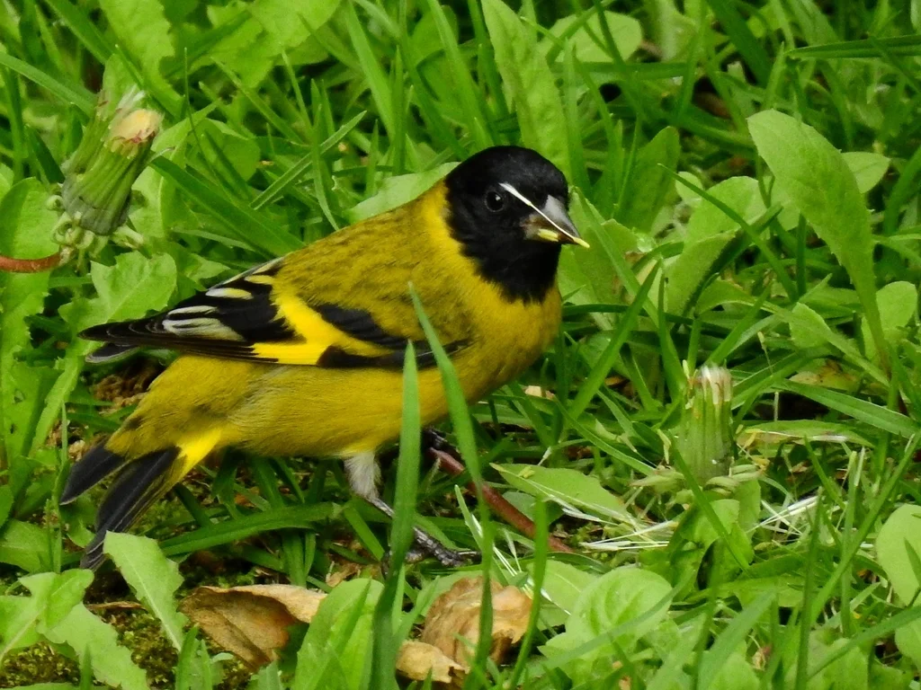 冠金翅雀(Spinus magellanicus)