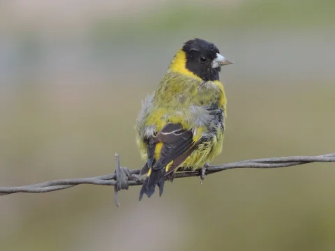橙胸金翅雀