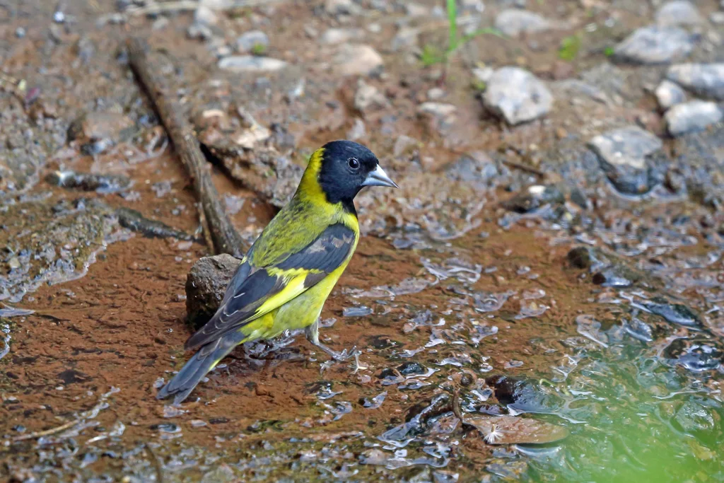 橙胸金翅雀(Spinus notatus)