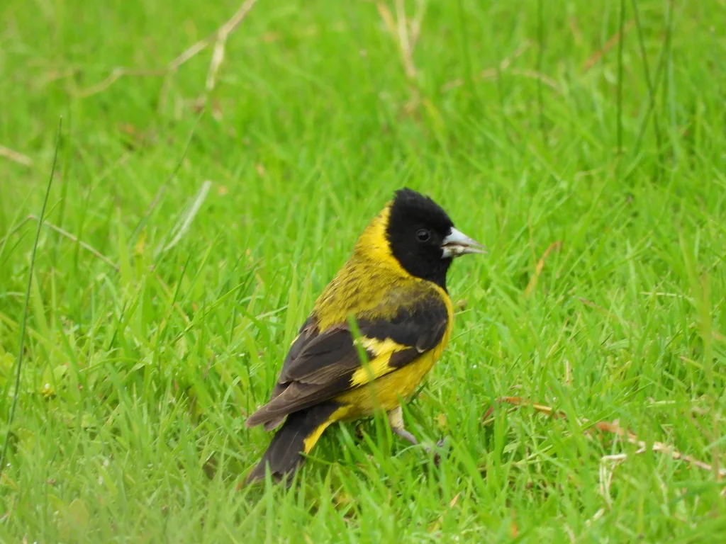 橙胸金翅雀(Spinus notatus)