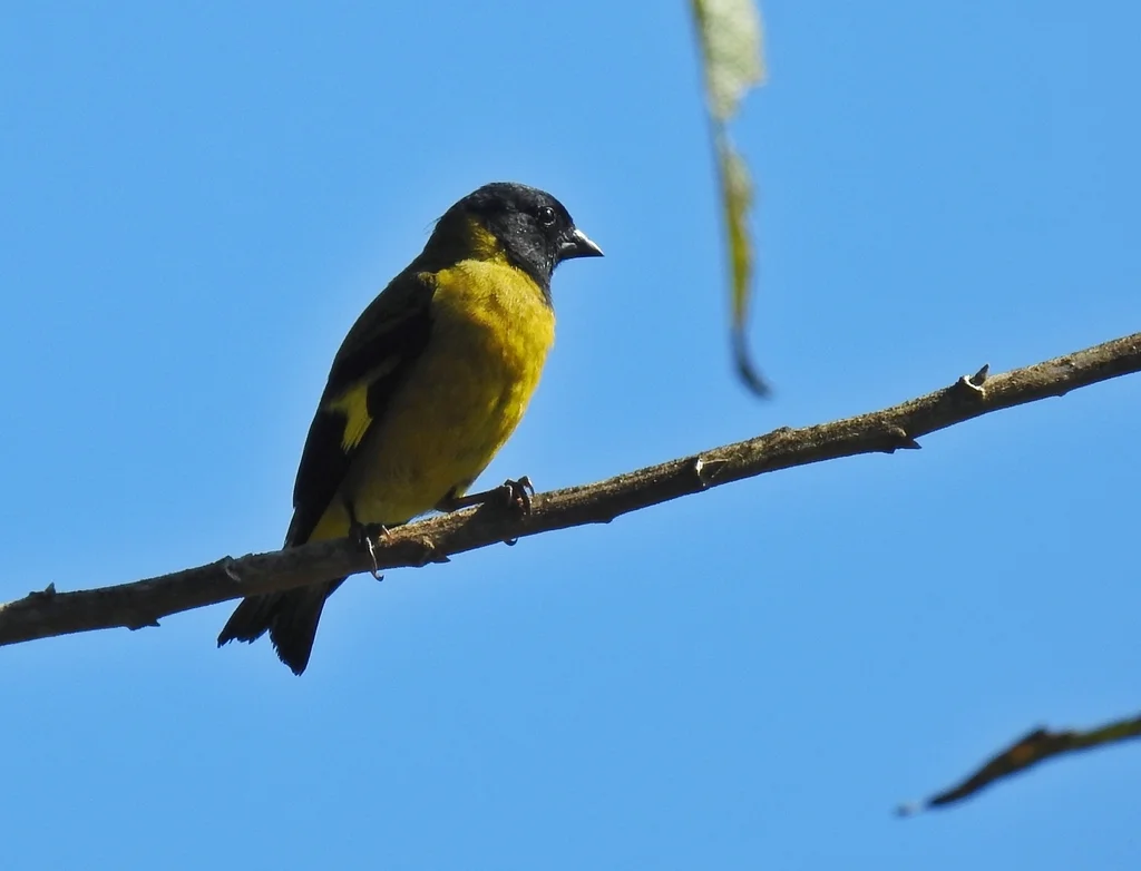 绿金翅雀(Spinus olivaceus)