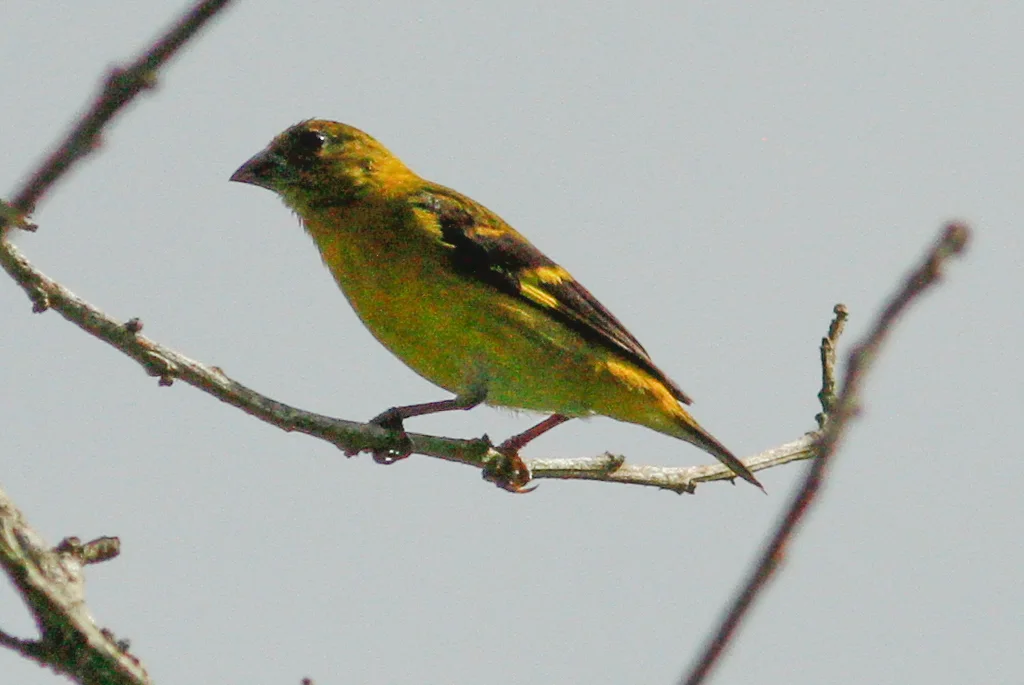 红金翅雀(Spinus siemiradzkii)