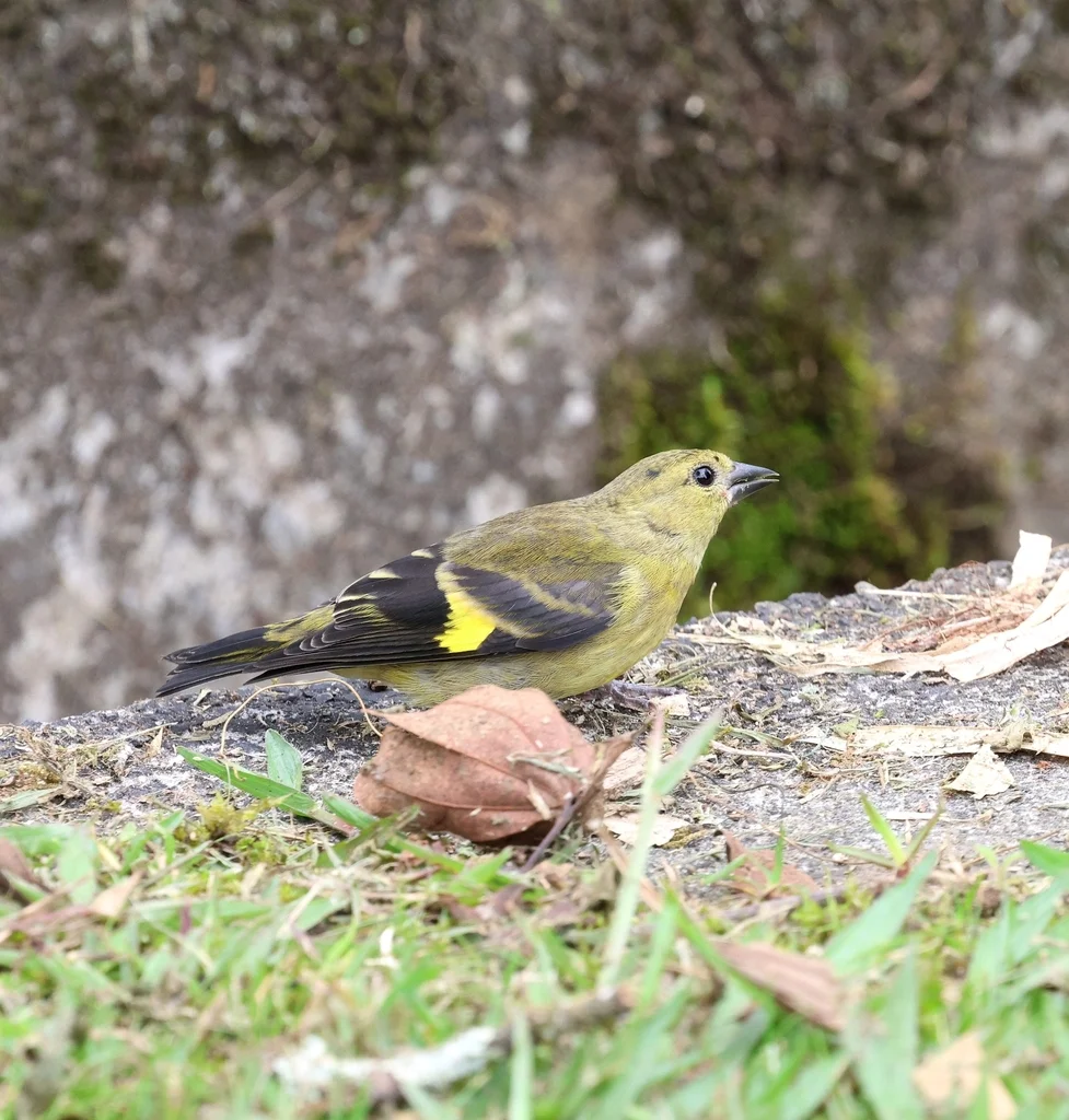安第斯金翅雀（Spinus spinescens）