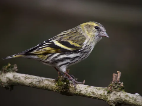 黄雀