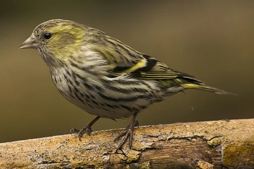 黄雀(Spinus spinus)