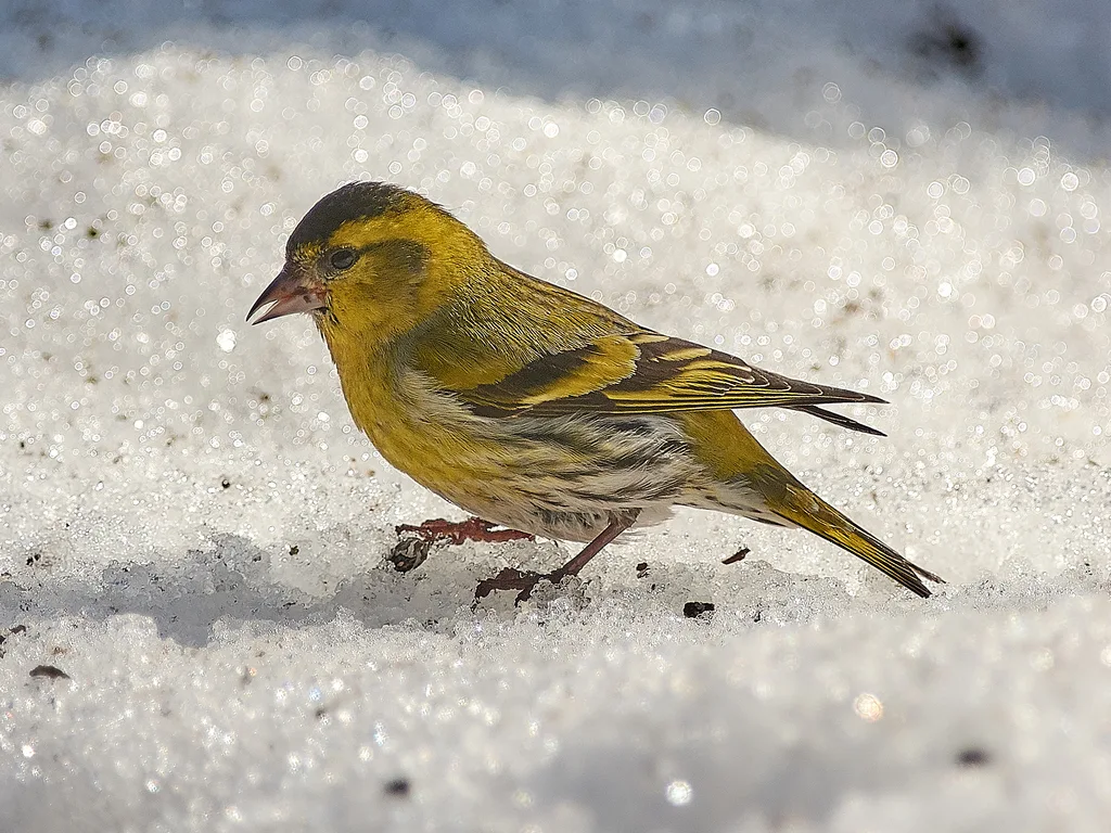 黄雀(Spinus spinus)
